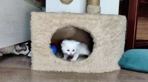 Маленький белый котенок наблюдает за игрой своего старшего брата.