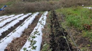 Рассаживаю клубнику сорта "Мальвина". Обработка гербицидом