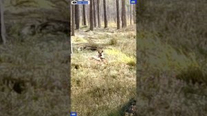 Лесной фитнес пенсионера 23.09.2025 #юныйпрадедбодрыйдед #авсарх