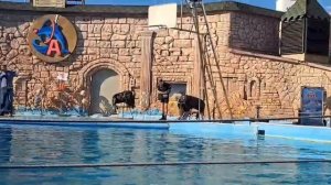 Это было ожидаемо? Дельфинарий в сочи