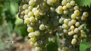 В Дагестане идет уборка винограда