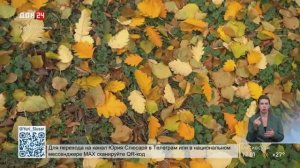 Первые заморозки