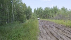 Нижегородские леса