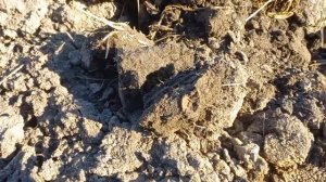 копаю в поле. приборный поиск приморье.