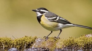 Звуки природы. Природа. Птицы. Пение Трясогузки у ручья