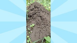 Тайна летнего дня