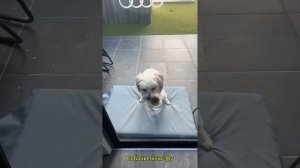 Нарезка смешных и интересных видео №8