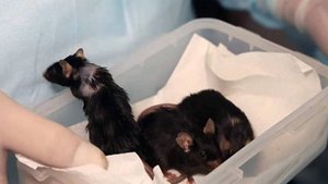 Мыши-космонавты убили сородичей на борту спутника "Бион-М"