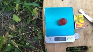 Новинка Гф Купец селекции Калугина В М. с хрустящей ягодой и красивой гроздью.