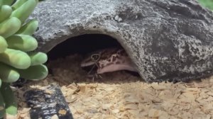 Первое кормление эублефара 🪳 если боитесь насекомых - не смотреть❗️