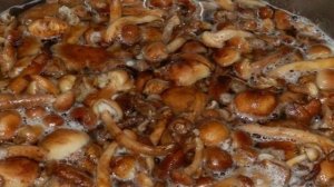 Маринованные опята