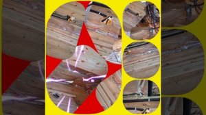 1000035317.mp4 (Собака смотрит на монтаж электропроводки в доме А-фрейм)