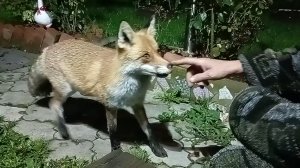 (1121) Лиса приходит в гости. Сентябрь 2025