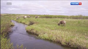 Проект по сохранению северного оленя в заказнике «Дзервад»