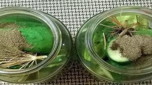 Маринованные огурцы с черным перцем