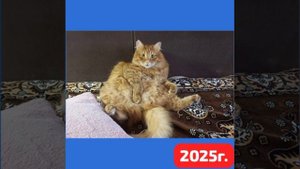 Доброй ночи желают всем великолепные котики и собачка от Елены Т .Они - с улицы. Одомашнены котики.