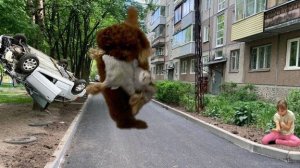 учу собаку командами