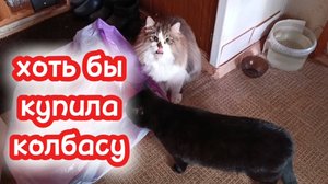 Кошки с озвучкой.