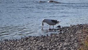 Чайка - проглот.