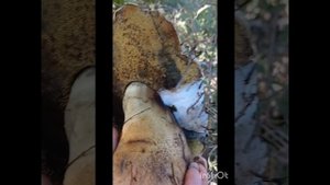 24 сентября в гостях у леса)