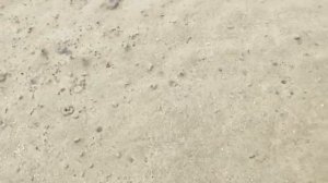 Песочные клопы