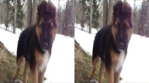 Акира Щенок немецкой овчарки 3D