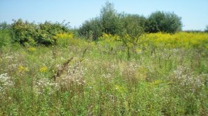 Признаки неиспользования земельных участков с 1 сентября 2025 г.