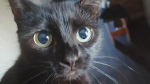 23 июня. Мои распаковочки... и Мусяяяя...