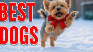 The Magnificence of Dogs: A Collection of the Best Breeds from Around the World