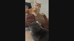 Подборка прикольных видео #10