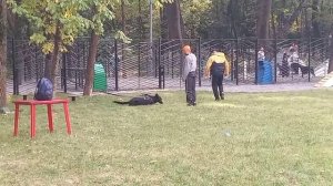 21.09.2025г. УДП "Ховрино". ЗКС- старт, охрана вещи. Байлих Докрейда (Bailih Dokreida)
