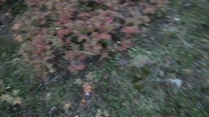 В тундре 10.09.2025 105