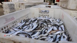 Госпрограмма по развитию рыбохозяйственного комплекса действует в Дагестане