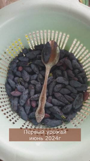 Ч1.Жимолость. 1 установка