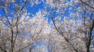 Красивое чтение Корана عبدالله الموسي