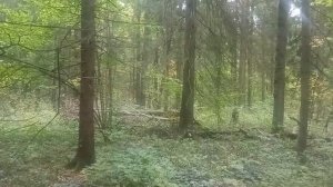 Памятка начинающему туристу. Употребление растений и грибов в пищу в походе