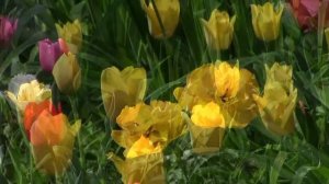 VID-20250924-WA0002.mp4