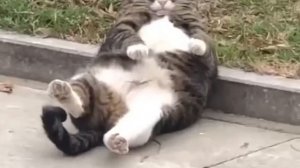 Котей в недоумении...