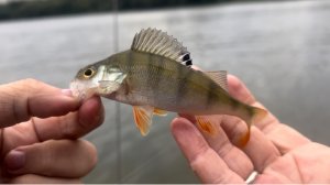 Осенний мормышинг. Борисовский пруд. Окунь под ногами!