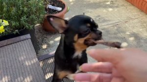 Маленькие помогаторы заслужи вкусняшки.