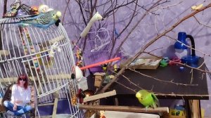 забавные Птичкины красавчики