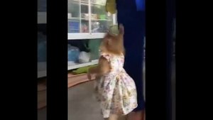 Видео от МЯУтаверс – как метавселенная, но с котами