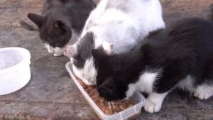 Бездомные кошки очень громко мяукают, потому что хотят кушать