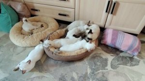 Варя любит всех котят