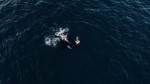 Are Killer Whales Really Killers_