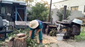 IMG_9084 У яблони срубили один ствол. Дрова складываю , для шашлыка.