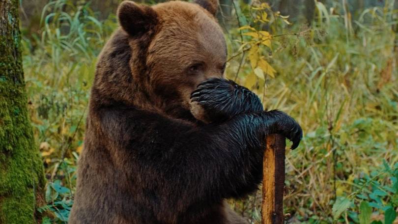 Мой папа - медведь смотреть онлайн