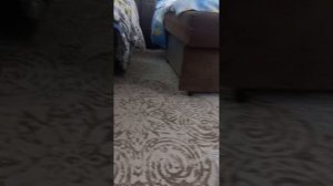 наш маленький котёнок кнопочка красивая или нет пишите комментарии