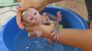 Обезьянка малюся лапуся кричит на ладошке вырывается не купается Удержали намылил Брыкается Укут