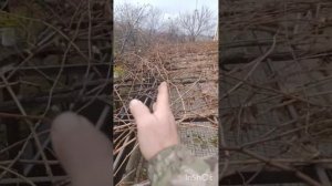 Принцип обрезки винограда на арке с конечным результатом.